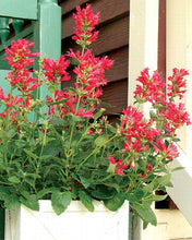 Load image into Gallery viewer, Agastache 'Kudos Red'
