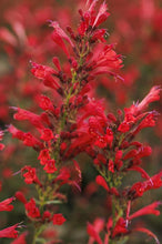 Load image into Gallery viewer, Agastache 'Kudos Red'

