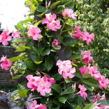 Load image into Gallery viewer, Mandevilla 'Alice Dupont' &amp; Trellis
