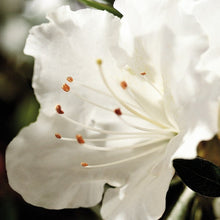 Load image into Gallery viewer, Azalea Encore "Autumn Angel"
