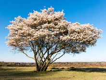 Load image into Gallery viewer, Amelanchier × grandiflora 'Autumn Brilliance' Multistem
