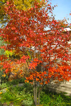 Load image into Gallery viewer, Amelanchier × grandiflora 'Autumn Brilliance' Multistem

