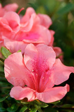 Load image into Gallery viewer, Azalea Encore "Autumn Coral"
