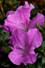 Load image into Gallery viewer, Azalea Encore "Autumn Lilac"
