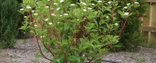 Load image into Gallery viewer, Cornus baileyi 'Red Twig Dogwood'
