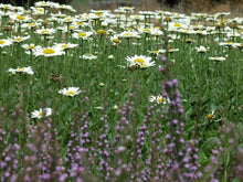 Load image into Gallery viewer, Shasta Daisy Leucanthemum "Becky"
