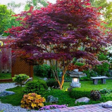 Load image into Gallery viewer, Acer palmatum 'Bloodgood' Japanese Maple
