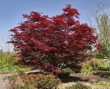 Load image into Gallery viewer, Acer palmatum 'Bloodgood' Japanese Maple
