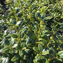 Load image into Gallery viewer, Ilex cornuta 'Burfordii Nana'
