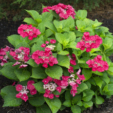 Load image into Gallery viewer, Hydrangea macrophylla 'Cherry Explosion'
