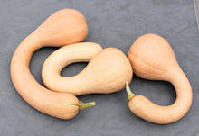 Load image into Gallery viewer, Specialty Autumn Harvest Mix Pumpkins
