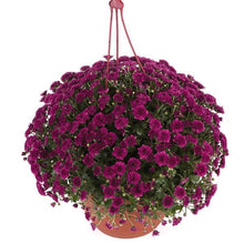 Load image into Gallery viewer, Mum Hanging Basket
