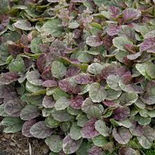 Load image into Gallery viewer, Ajuga reptans 'Burgundy Glow'

