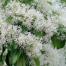 Load image into Gallery viewer, Chionanthus retusus 'Chinese Fringetree'
