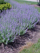 Load image into Gallery viewer, Nepeta "Walker's Low'' Catmint
