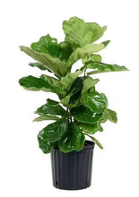 Load image into Gallery viewer, Ficus lyrata 'Fiddle-Leaf Fig'
