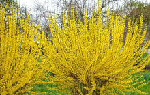 Load image into Gallery viewer, Forsythia "Lynwood Gold"
