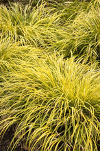 Load image into Gallery viewer, Acorus gramineus 'Ogon' Grass
