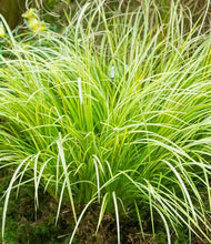 Load image into Gallery viewer, Acorus gramineus 'Ogon' Grass
