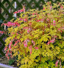 Load image into Gallery viewer, Dicentra spectabilis 'Gold Heart'
