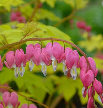 Load image into Gallery viewer, Dicentra spectabilis 'Gold Heart'
