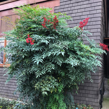 Load image into Gallery viewer, Nandina Domestica 'Heavenly Bamboo'
