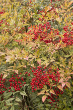Load image into Gallery viewer, Nandina Domestica 'Heavenly Bamboo'
