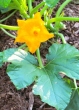 Load image into Gallery viewer, Squash 'Honey Bear'

