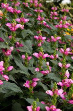 Load image into Gallery viewer, Chelone lyonii 'Hot Lips' Turtlehead
