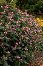 Load image into Gallery viewer, Chelone lyonii 'Hot Lips' Turtlehead
