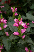 Load image into Gallery viewer, Chelone lyonii 'Hot Lips' Turtlehead
