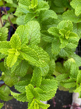 Load image into Gallery viewer, Mojito Mint
