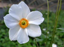 Load image into Gallery viewer, Anemone 'Honorine Jobert'
