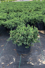 Load image into Gallery viewer, Juniperus conferta 'Blue Pacific' Juniper
