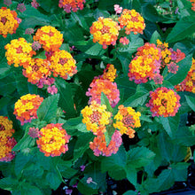 Load image into Gallery viewer, Lantana 'Bandana Cherry Sunrise'
