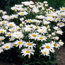 Load image into Gallery viewer, Shasta Daisy Leucanthemum "Becky"
