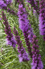 Load image into Gallery viewer, Liatris spicata 'Kobold' Blazing Star
