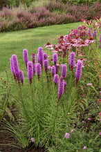 Load image into Gallery viewer, Liatris spicata 'Kobold' Blazing Star

