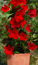 Load image into Gallery viewer, Mandevilla 'Giant Crimson' &amp; Trellis
