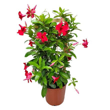 Load image into Gallery viewer, Mandevilla 'Giant Crimson' &amp; Trellis
