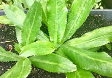 Load image into Gallery viewer, Meixcan Coriander
