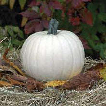 Load image into Gallery viewer, Specialty Autumn Harvest Mix Pumpkins
