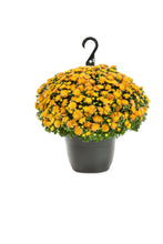 Load image into Gallery viewer, Mum Hanging Basket
