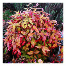 Load image into Gallery viewer, Nandina domestica 'Firepower'
