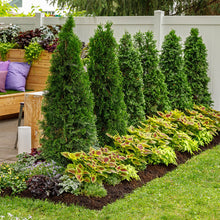 Load image into Gallery viewer, Thuja Occidentalis "North Pole"
