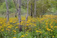 Load image into Gallery viewer, Packera aurea 'Golden Ragwort'
