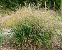 Load image into Gallery viewer, Panicum virgatum 'Cape Breeze'
