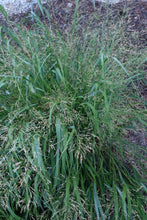 Load image into Gallery viewer, Panicum virgatum 'Cape Breeze'
