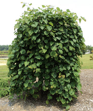 Load image into Gallery viewer, Cercis canadensis 'Pink Heartbreaker' Weeping Redbud
