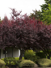 Load image into Gallery viewer, Prunus cerasifera 'Krauter Vesuvius' Plum Tree
